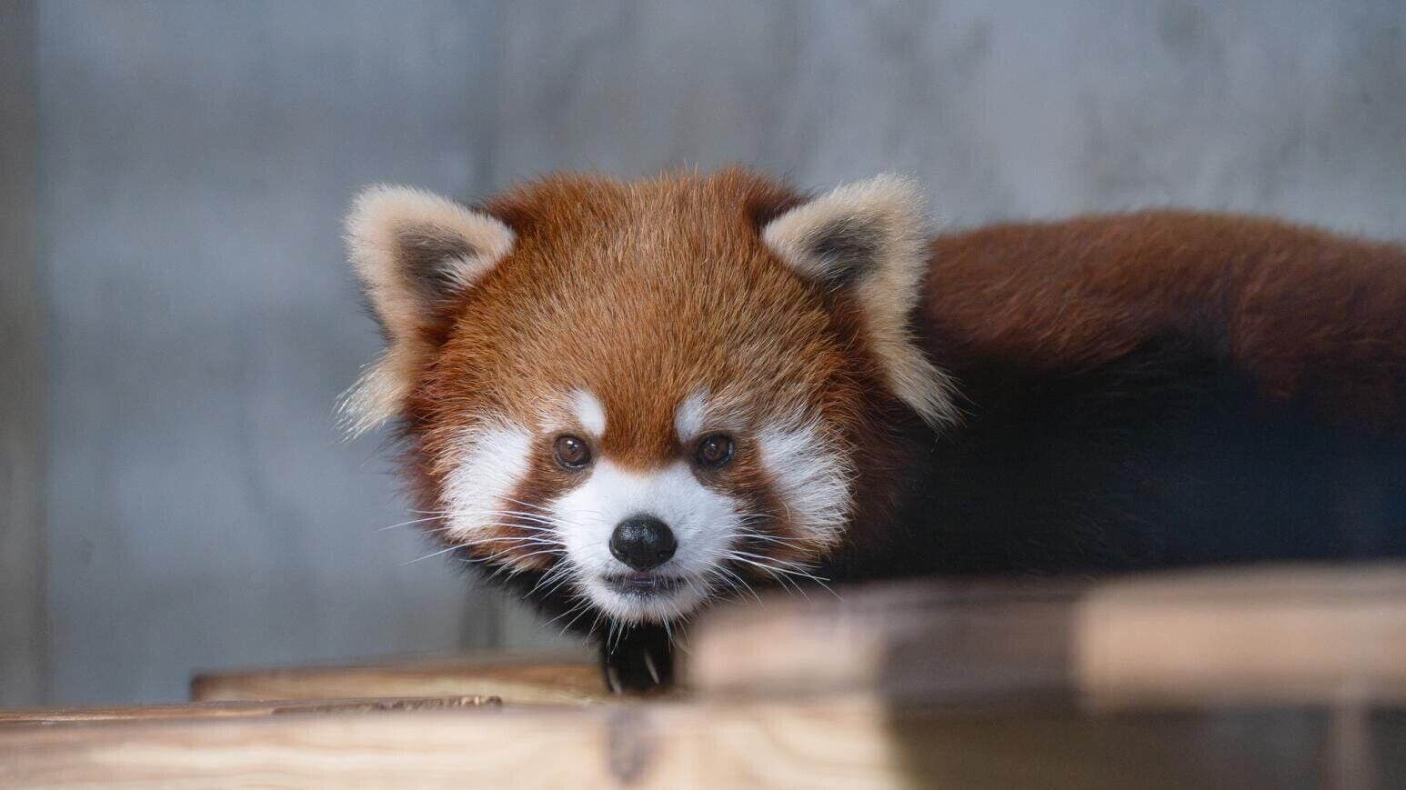 雄性小熊貓「奇奇（Yaffa）」，於6月11日清晨平安抵達新加坡動物園檢疫舍。（北市立動物園提供）