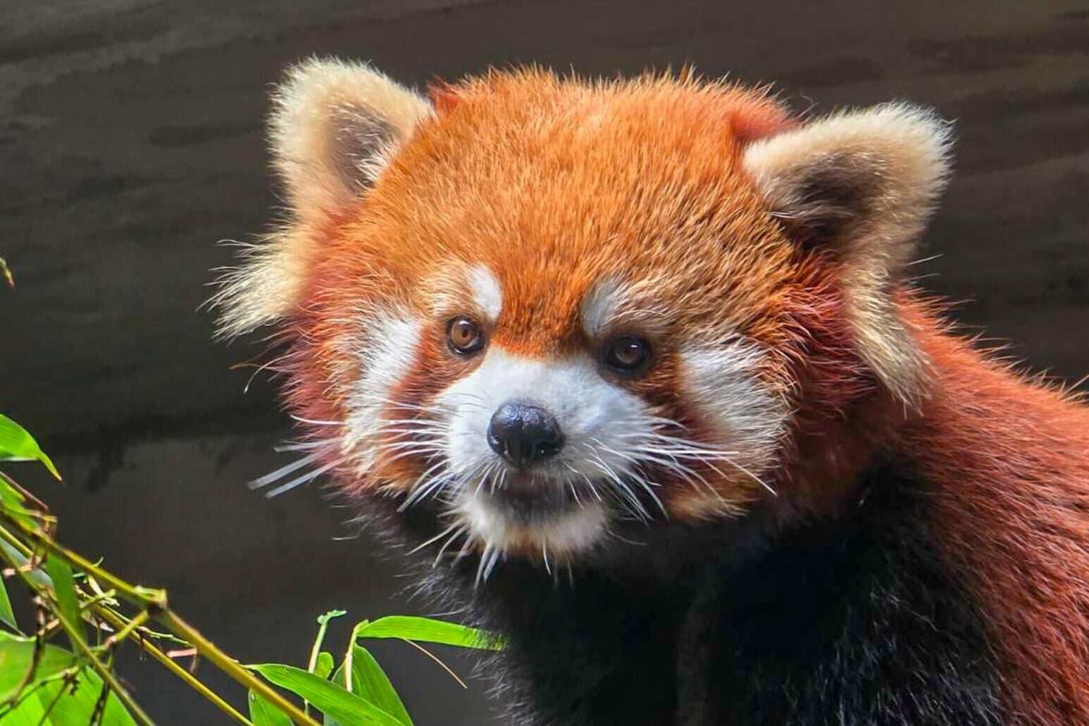 雄性小熊貓奇奇現年10歲
