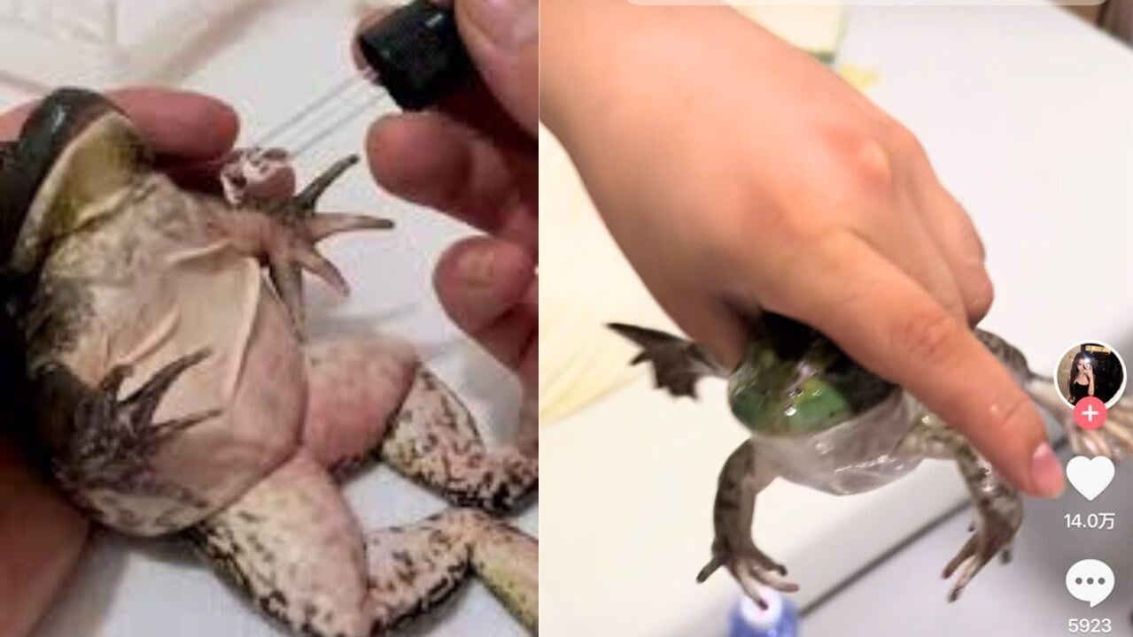 外賣平台落單擺烏龍 備註「不要燒牛蛙」竟獲生猛牛蛙