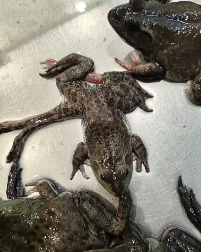 事主收到一袋生猛的牛蛙,哭笑不得