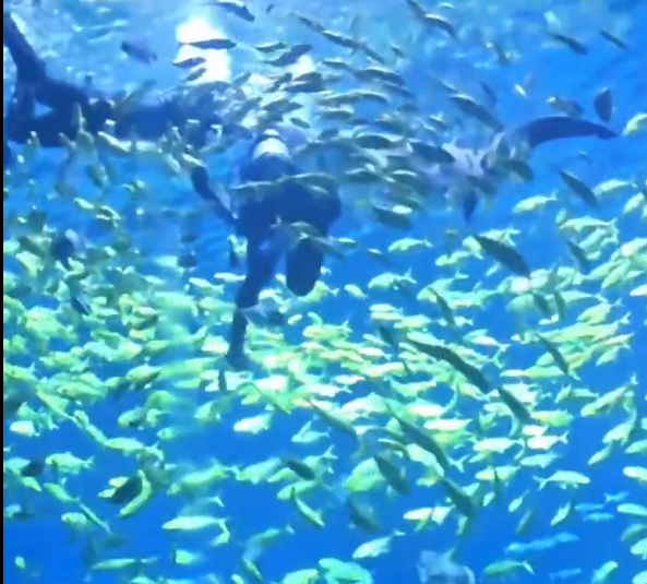 意外發生在長沙湘江海洋王國