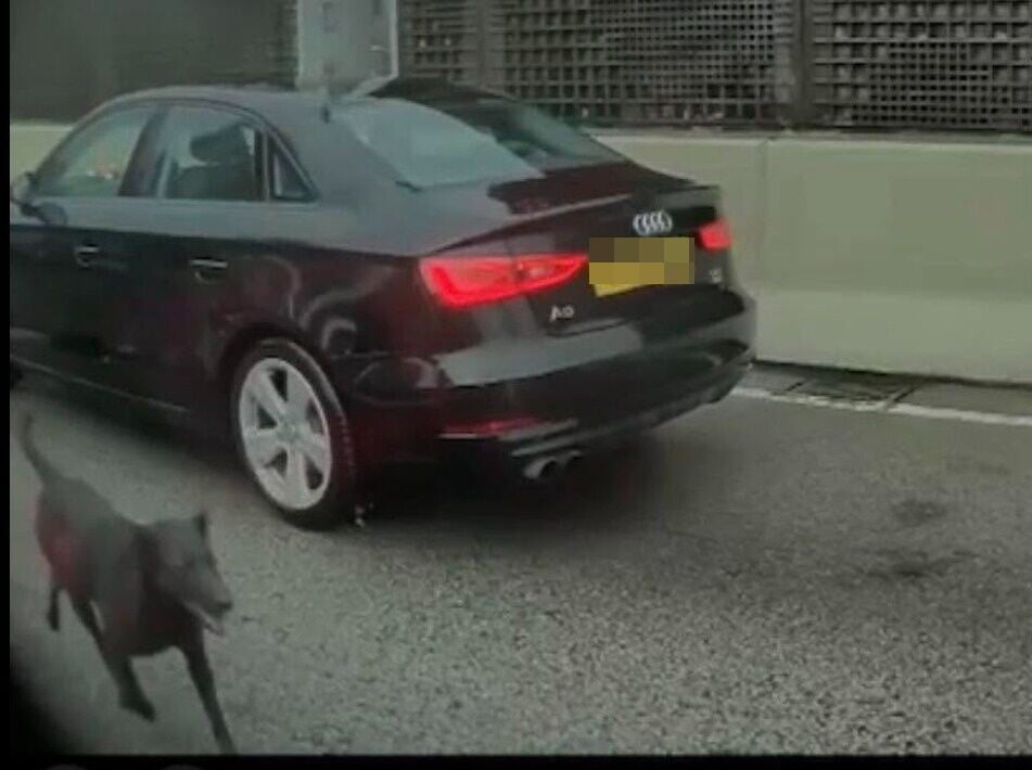 西九龍走廊5車相撞,司機為避亂竄黑狗釀禍幸無人傷。(網上影片)
