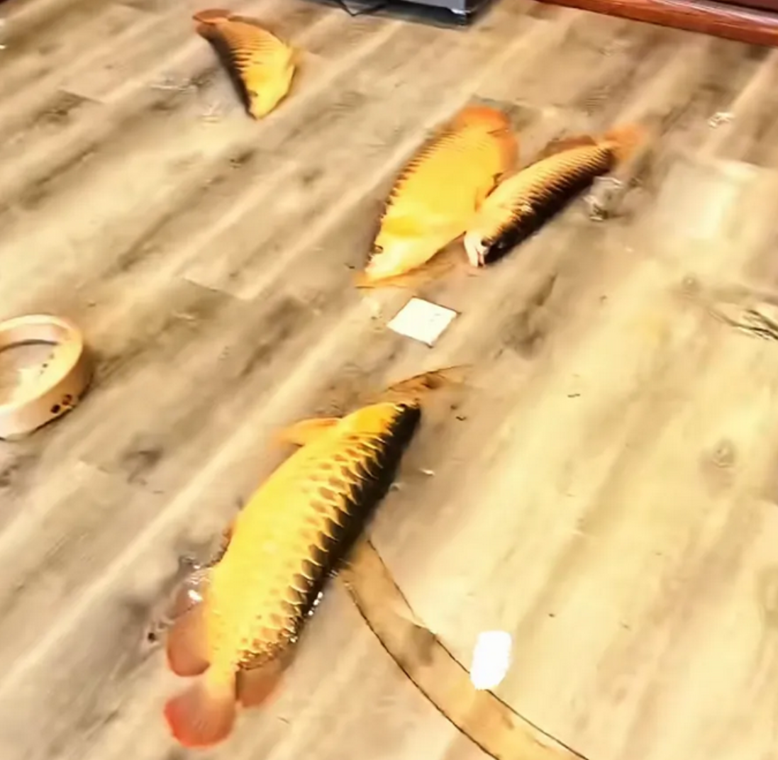 江蘇無錫一辦公室使用5年多的大型魚缸突然爆裂,缸內價值30多萬元人民幣的多種名貴觀賞魚全部死亡。魚缸主人惋惜又無奈地表示:「只能做成魚頭湯了。」(影片截圖)