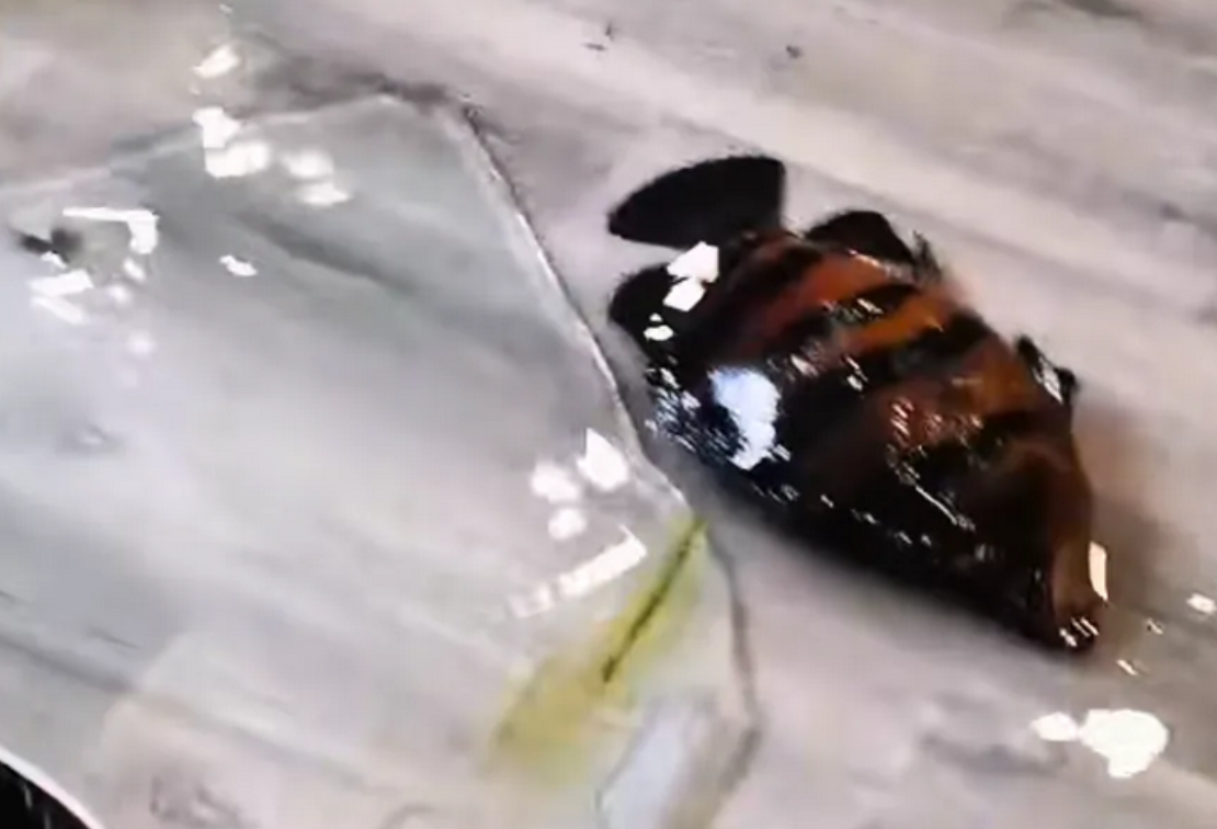 江蘇無錫一辦公室使用5年多的大型魚缸突然爆裂,缸內價值30多萬元人民幣的多種名貴觀賞魚全部死亡。魚缸主人惋惜又無奈地表示:「只能做成魚頭湯了。」(影片截圖)