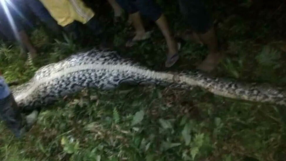 丈夫砍下蛇頭救出妻子,但早已不幸氣絕
