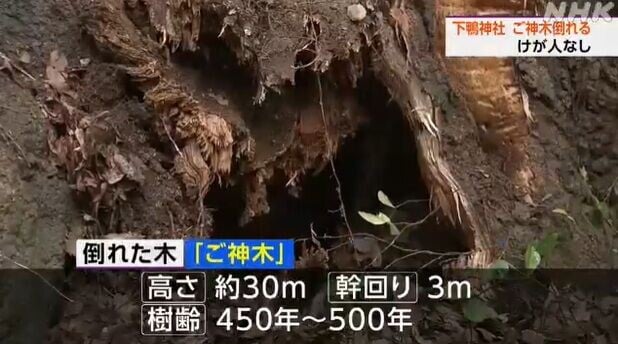 京都下鴨神社神木倒塌