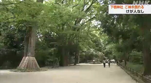 京都下鴨神社神木倒塌
