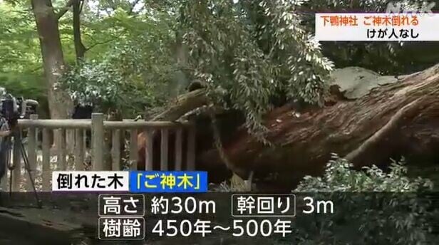 京都下鴨神社神木倒塌