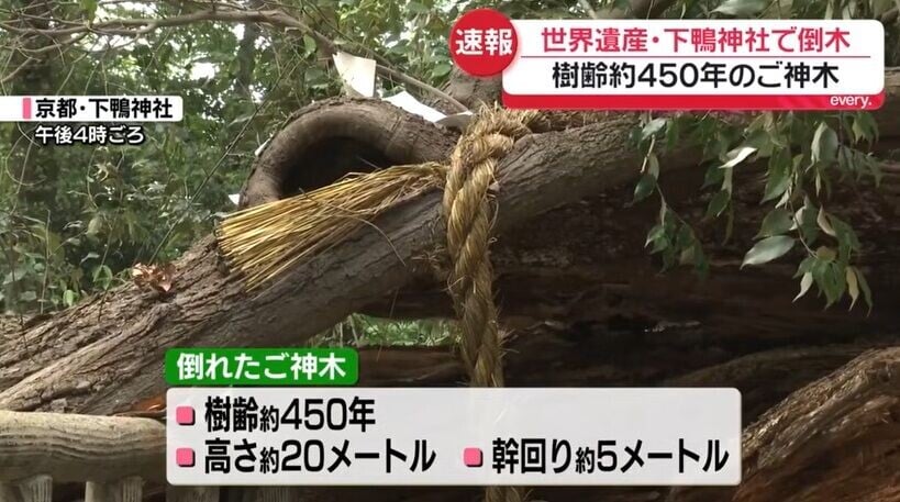 京都下鴨神社神木倒塌