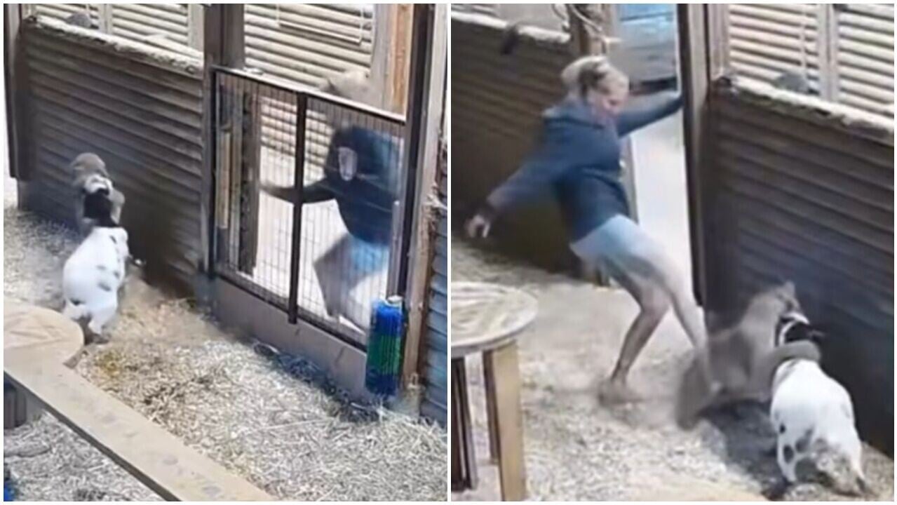 美洲獅闖農場咬到小羊慘叫，女主人腎上腺狂飆踢飛救命。(X)