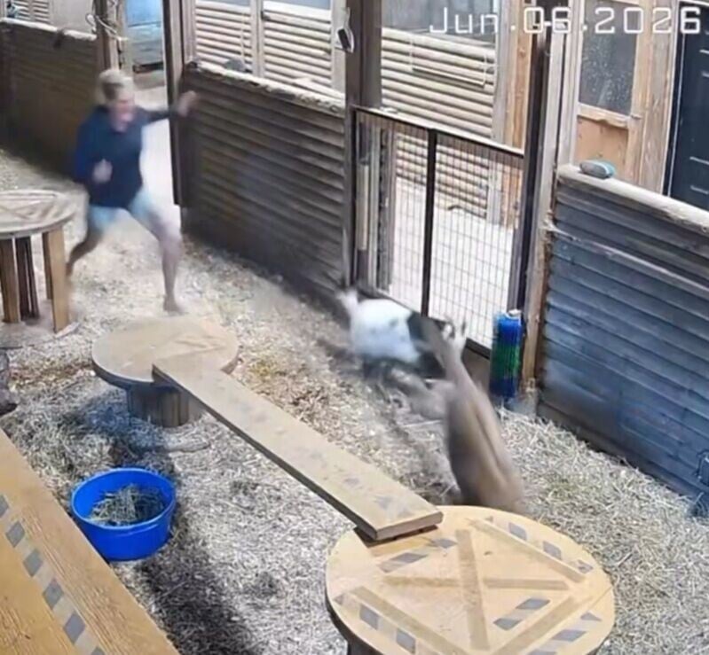 美洲獅吃痛受驚,立即鬆開山羊逃跑,令小山羊幸運撿回一命。(X)