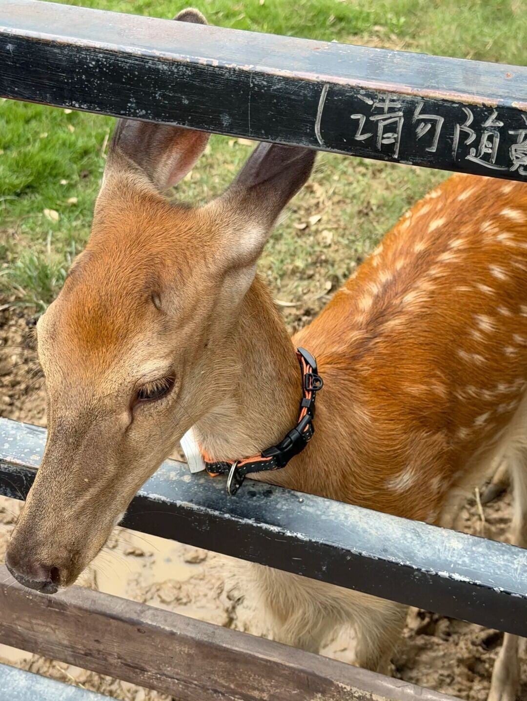 親親小動物(相片來源:小紅書@空蟬)