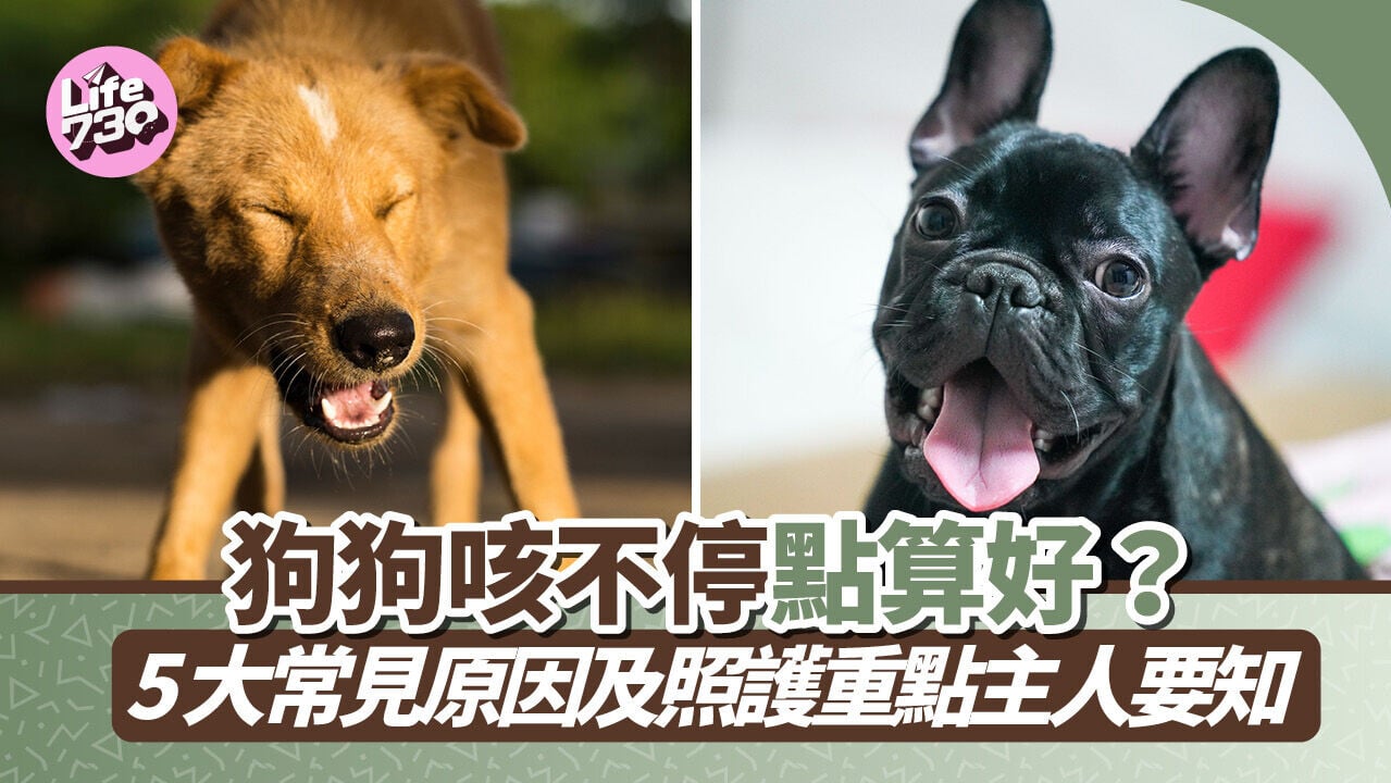 狗狗咳不停點算好？5大常見原因及照護重點主人要知
