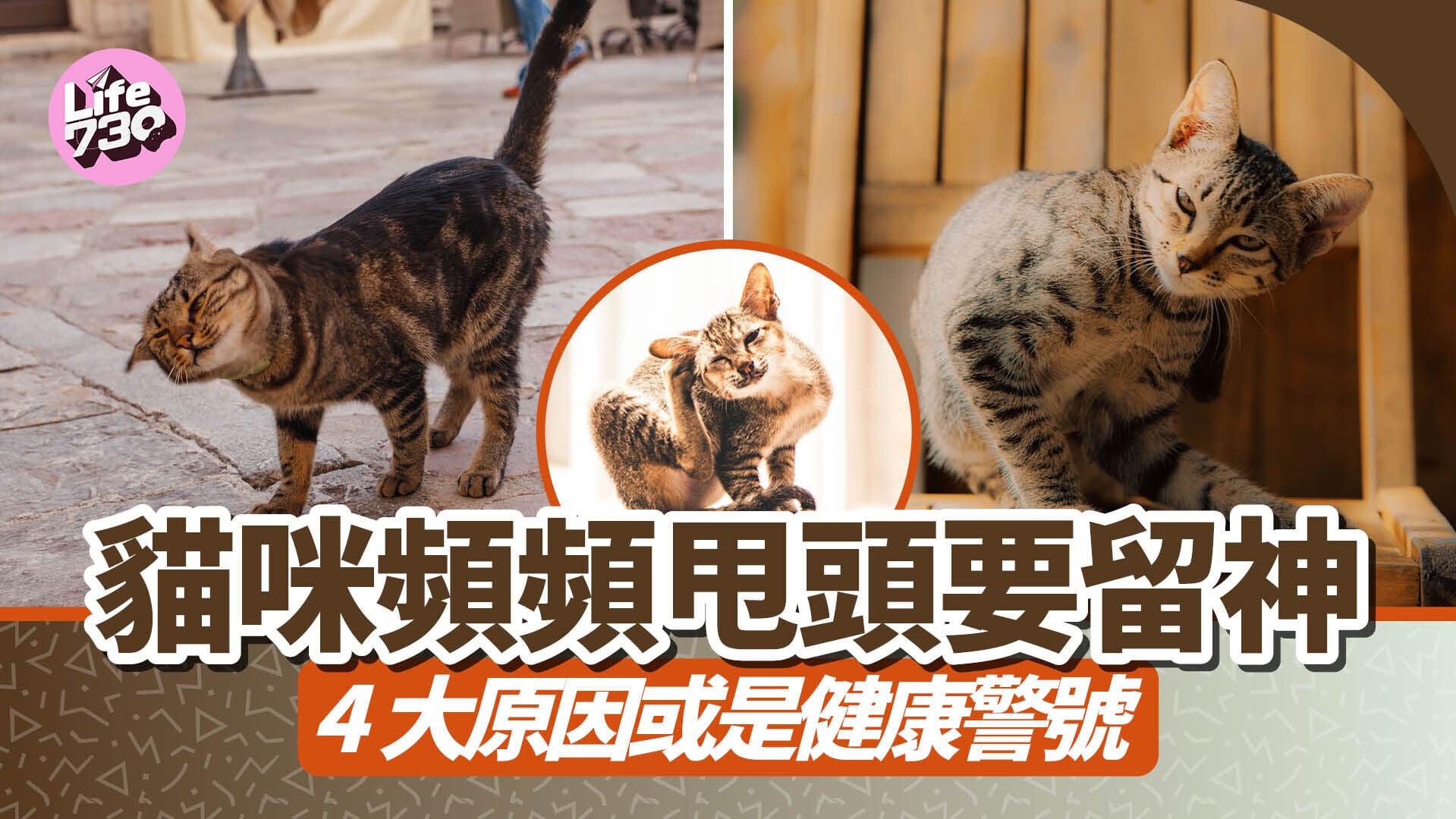 貓咪頻頻甩頭要留神　4大原因或是健康警號