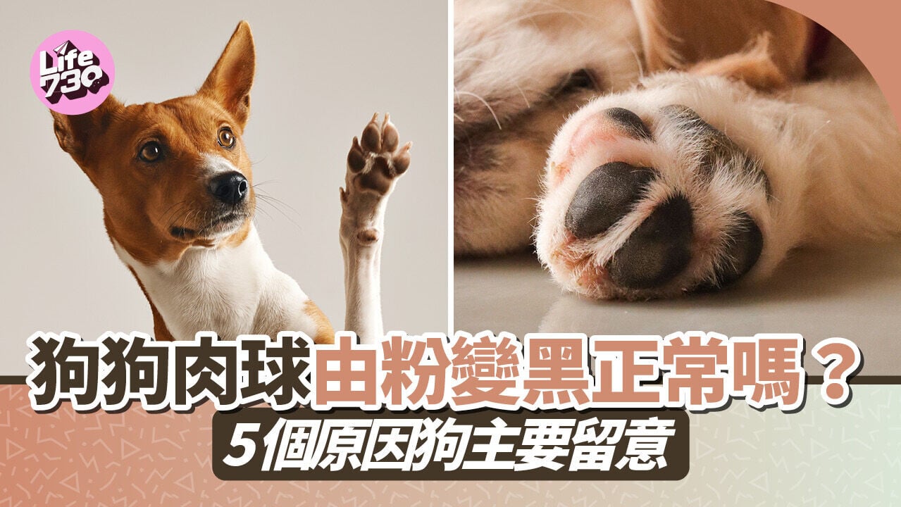 狗狗肉球由粉變黑正常嗎？5個原因狗主要留意