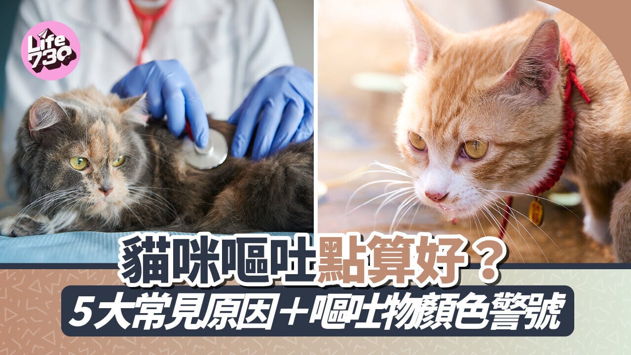 貓咪嘔吐點算好？5大常見原因＋嘔吐物顏色警號