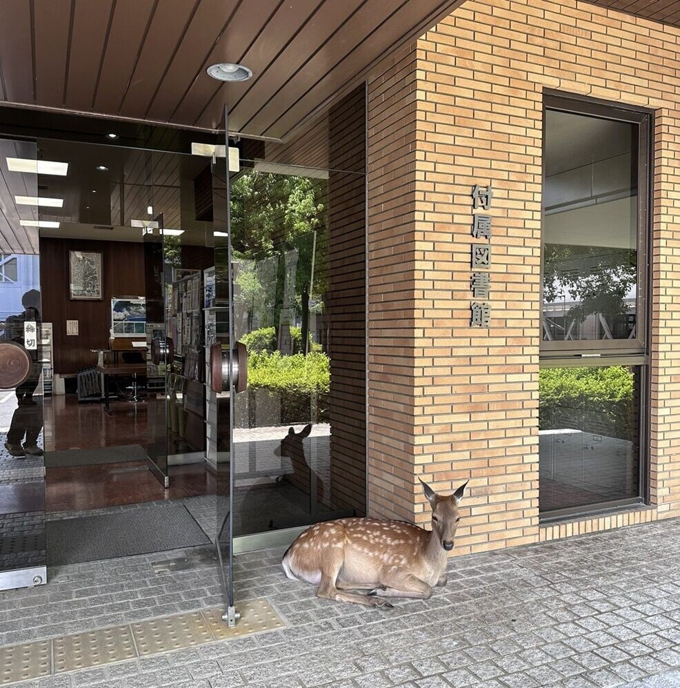 奈良縣立大學距離奈良公園僅20分鐘路程,校園內常見野鹿漫遊,偶爾還可見到野鹿站在圖書館大門外。(X)