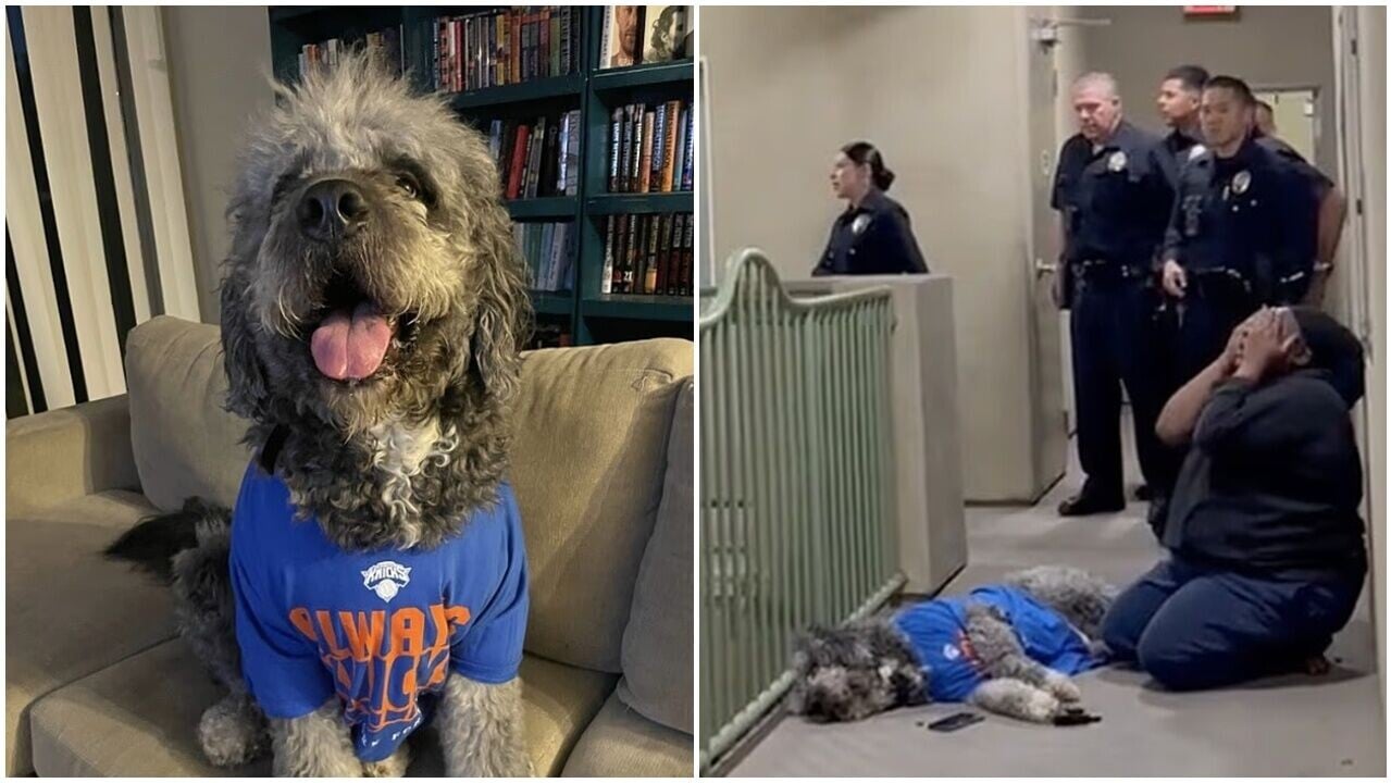 NBA紐約人奪冠興奮尖叫惹警登門，球迷目擊愛犬遭射殺跪地崩潰。(X)
