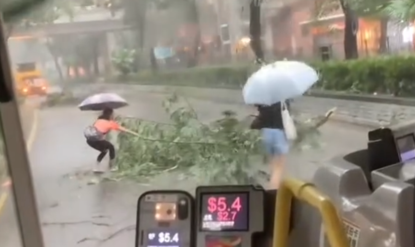 黑雨|粉嶺花都廣場對出有樹木倒塌橫亙馬路,阻礙巴士行駛。兩名女子乘客自告奮勇撐雨傘下車,徒手合力將倒塌樹木移離行車線,令巴士繼續行程。(Threads)