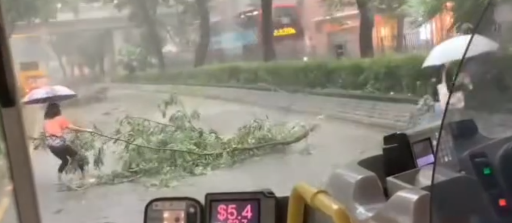黑雨|粉嶺花都廣場對出有樹木倒塌橫亙馬路,阻礙巴士行駛。兩名女子乘客自告奮勇撐雨傘下車,徒手合力將倒塌樹木移離行車線,令巴士繼續行程。(Threads)