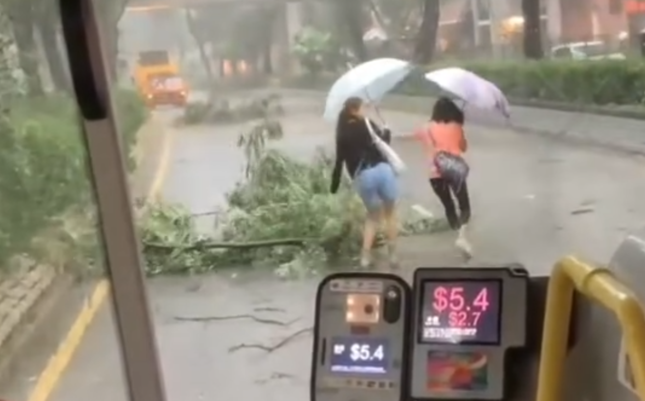 黑雨|粉嶺花都廣場對出有樹木倒塌橫亙馬路,阻礙巴士行駛。兩名女子乘客自告奮勇撐雨傘下車,徒手合力將倒塌樹木移離行車線,令巴士繼續行程。(Threads)