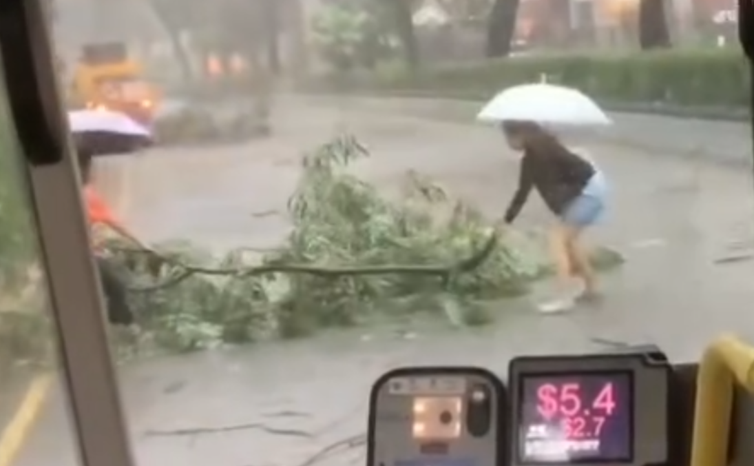 黑雨|粉嶺花都廣場對出有樹木倒塌橫亙馬路,阻礙巴士行駛。兩名女子乘客自告奮勇撐雨傘下車,徒手合力將倒塌樹木移離行車線,令巴士繼續行程。(Threads)