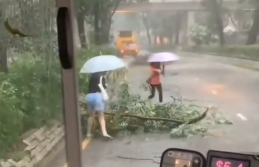 黑雨|粉嶺花都廣場對出有樹木倒塌橫亙馬路,阻礙巴士行駛。兩名女子乘客自告奮勇撐雨傘下車,徒手合力將倒塌樹木移離行車線,令巴士繼續行程。(Threads)