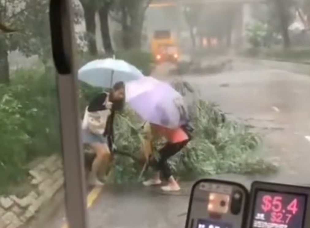 黑雨|粉嶺花都廣場對出有樹木倒塌橫亙馬路,阻礙巴士行駛。兩名女子乘客自告奮勇撐雨傘下車,徒手合力將倒塌樹木移離行車線,令巴士繼續行程。(Threads)