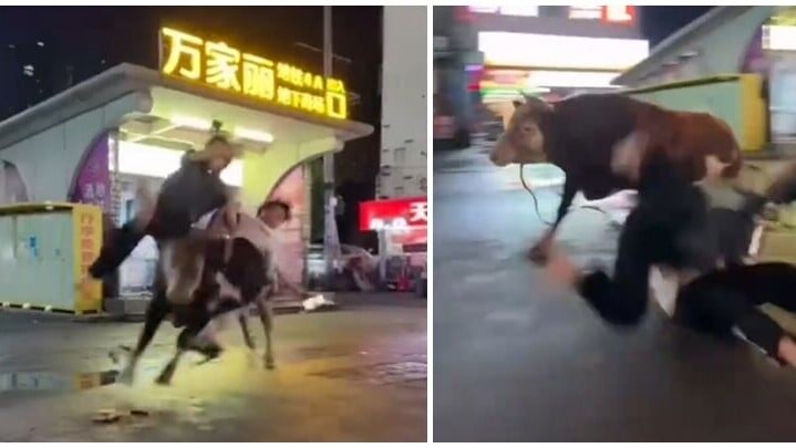 湖南長沙有一隻黃牛疑受驚失控，從批發市場衝出後在街頭撞傷3名行人，路人慌忙走避。(影片截圖)