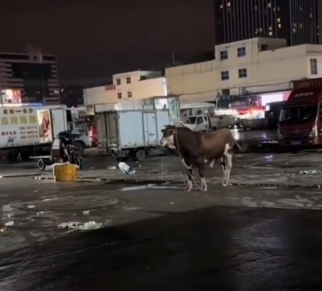 湖南長沙有一隻黃牛疑受驚失控,從批發市場衝出後在街頭撞傷3名行人,路人慌忙走避。(影片截圖)