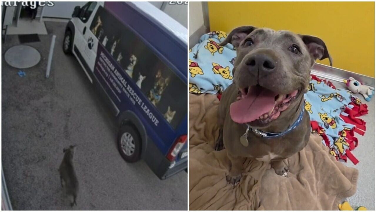 流浪犬主人離世如知無倚靠，自行到收容所報到令人心痛。(TikTok)