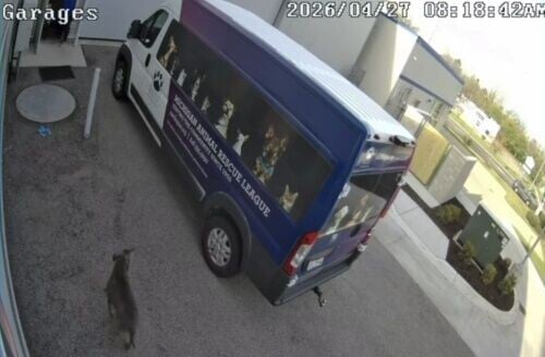 職員打開車庫大門後,該隻狗狗沒有絲毫猶豫,直接走進收容所裡。(TikTok)