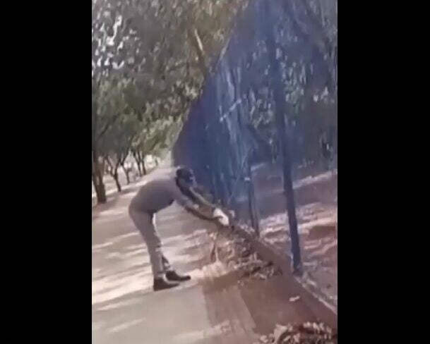 巴西蜥蜴