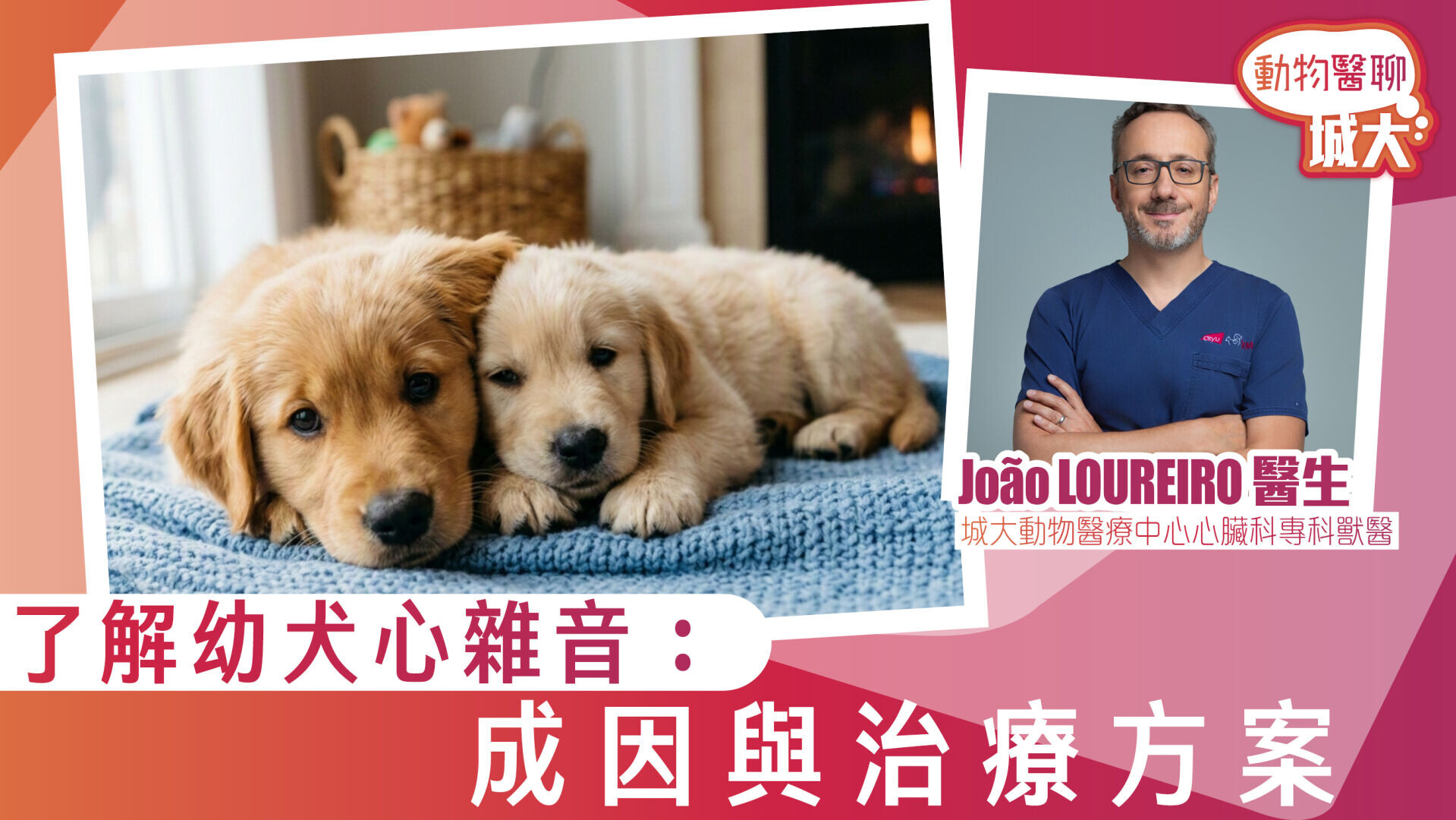 了解幼犬心雜音：成因與治療方案
