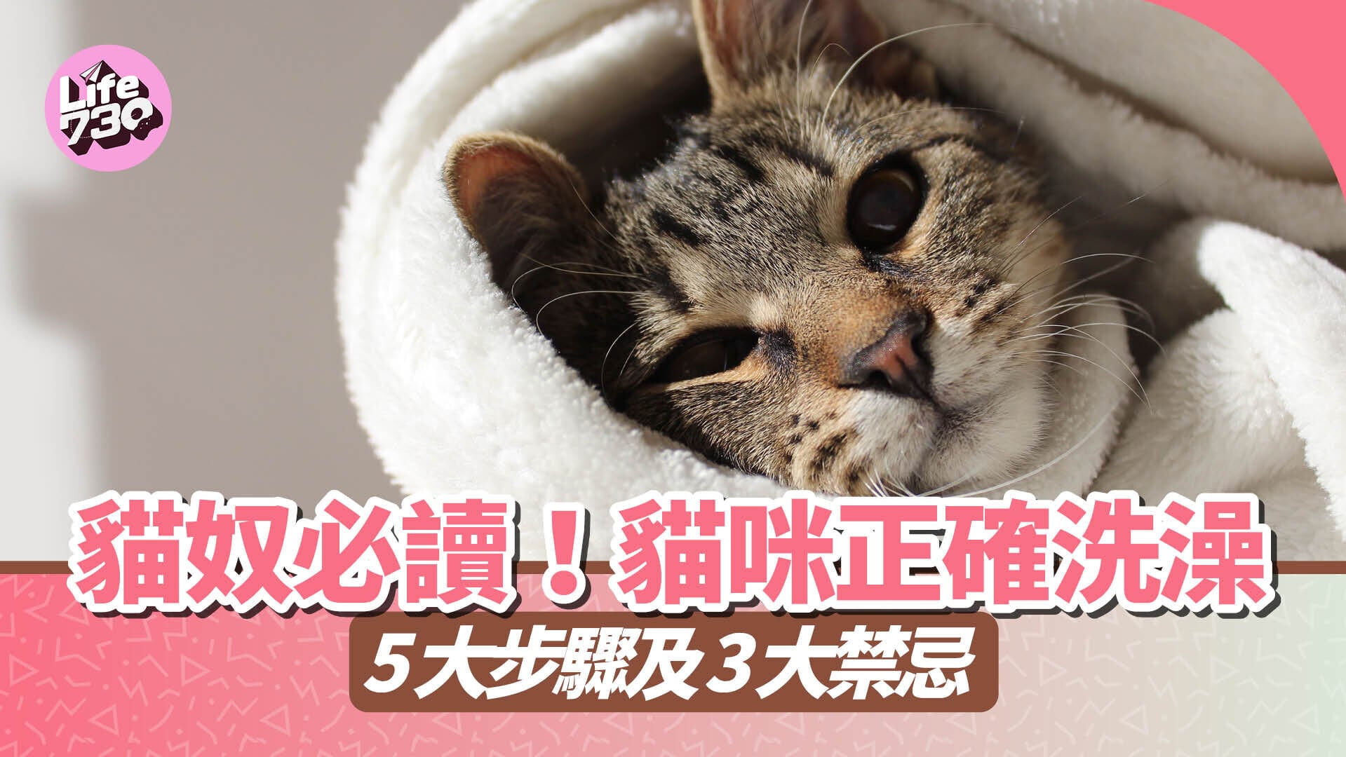 貓奴必讀！貓咪正確洗澡 5 大步驟及 3 大禁忌