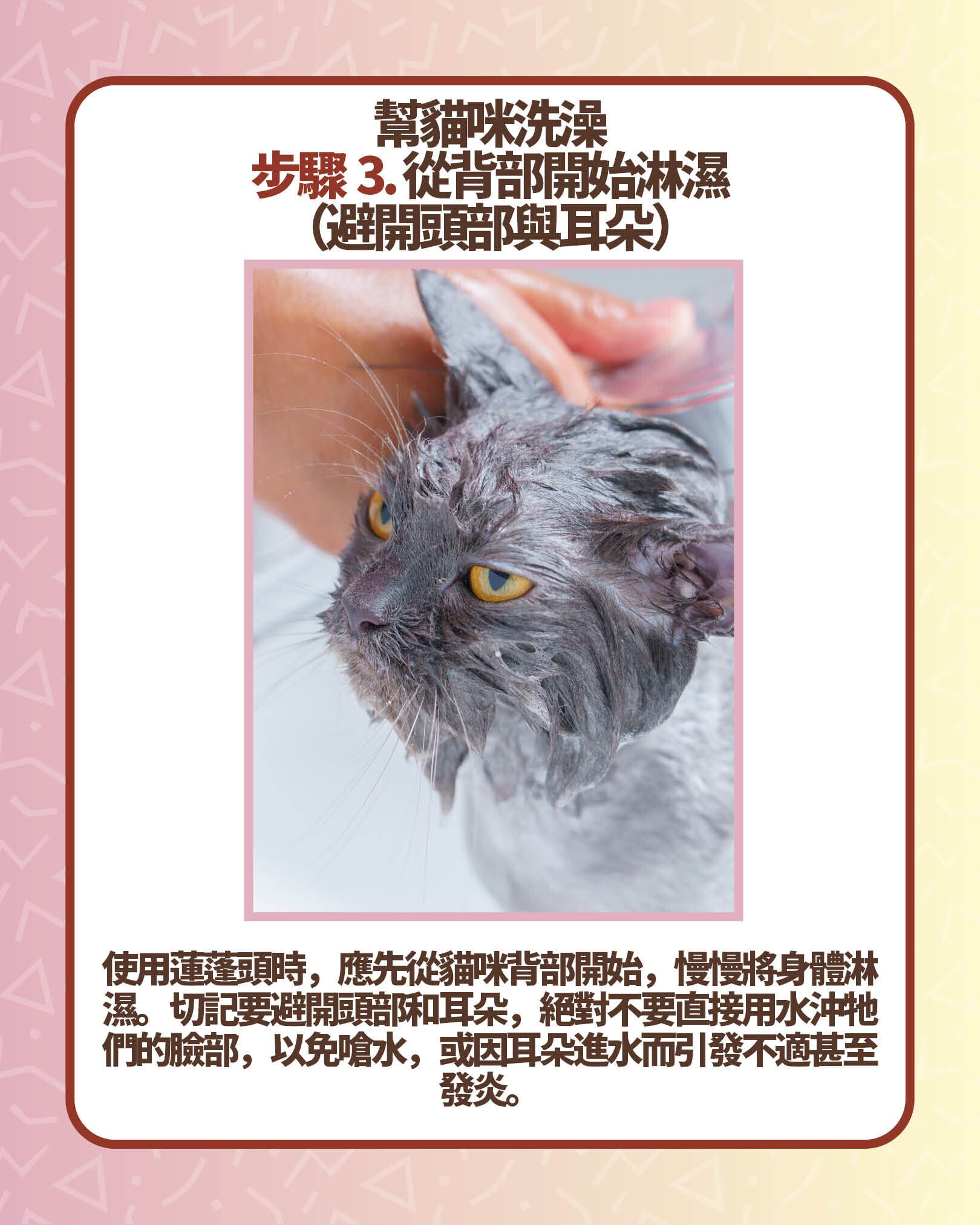 幫貓咪洗澡步驟3. 從背部開始淋濕(避開頭部與耳朵)