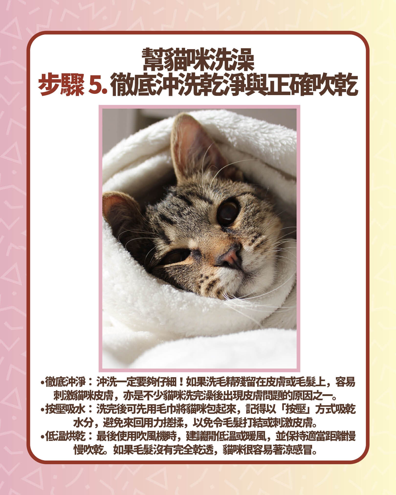 幫貓咪洗澡步驟5. 徹底沖洗乾淨與正確吹乾