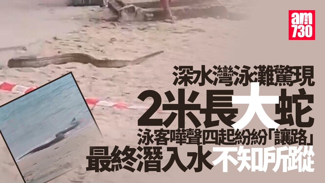 深水灣泳灘大蛇為避「蛇王」潛落水　泳客讓路嘩聲四起（有片）