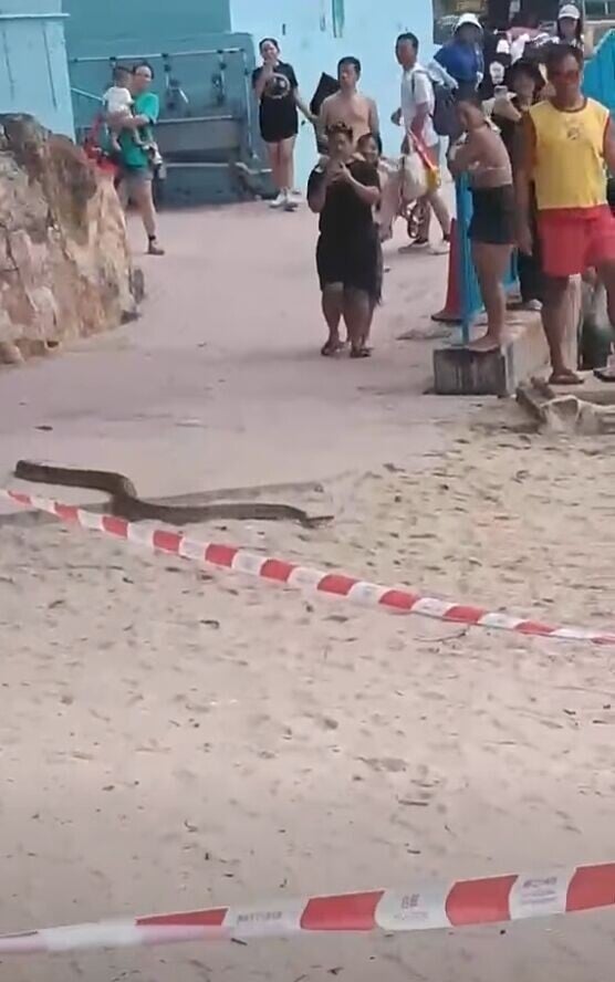 Beach snake