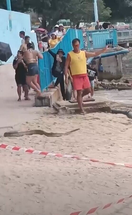 Beach snake2