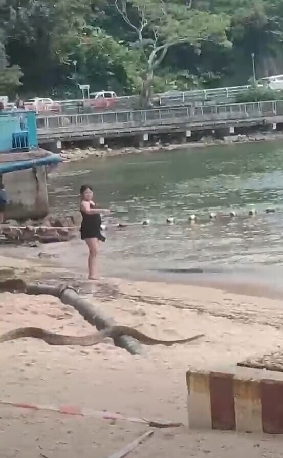 Beach snake3
