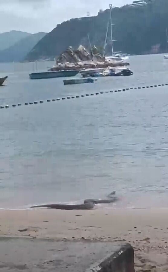 Beach snake4