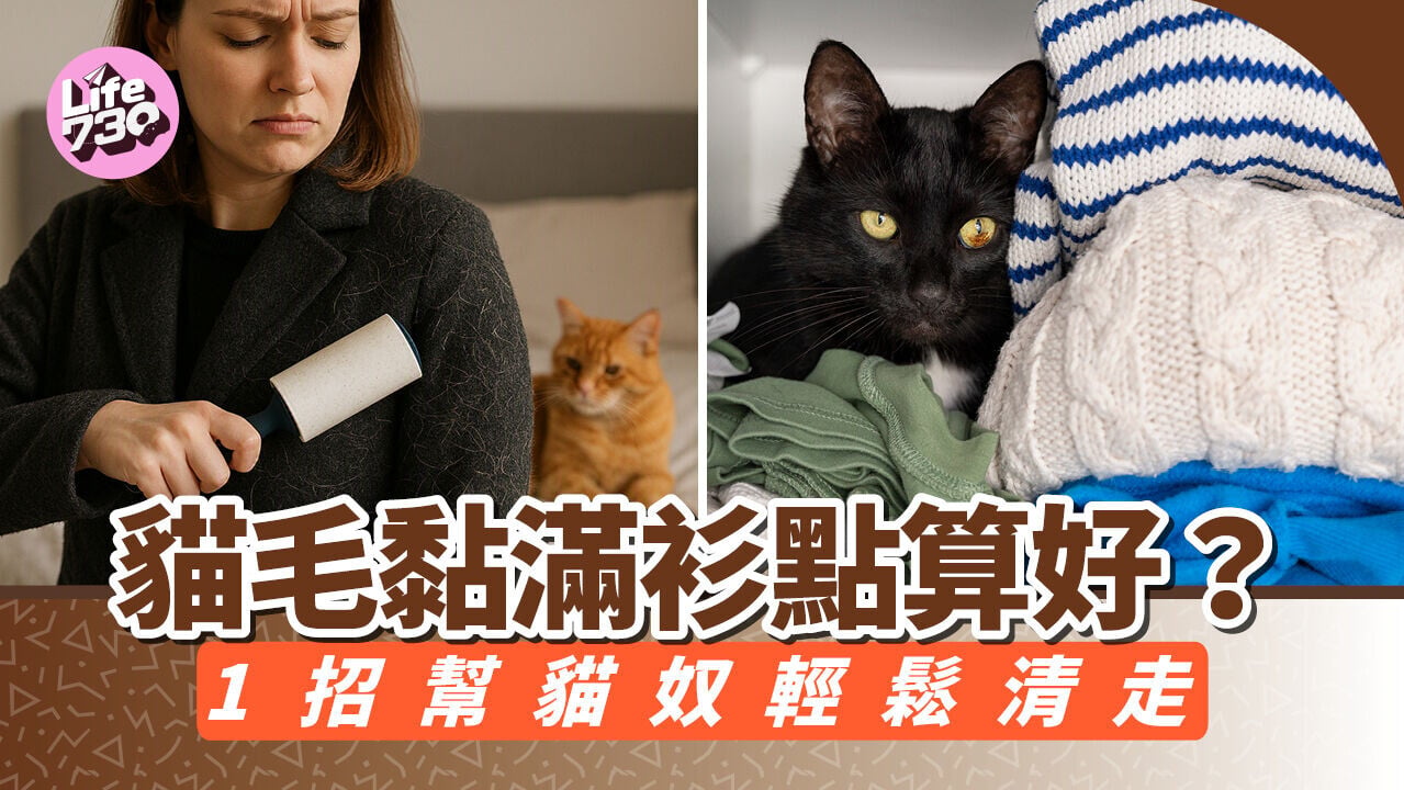 貓毛黏滿衫點算好？1招幫貓奴輕鬆清走