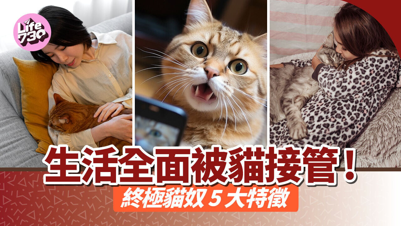 生活全面被貓接管! 終極貓奴 5 大特徵