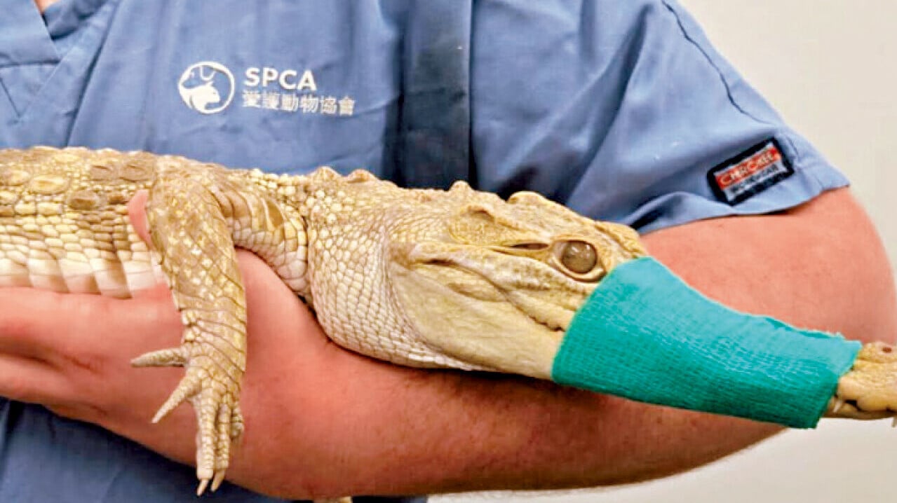愛協暫接管該條鱷魚。(愛協FB)