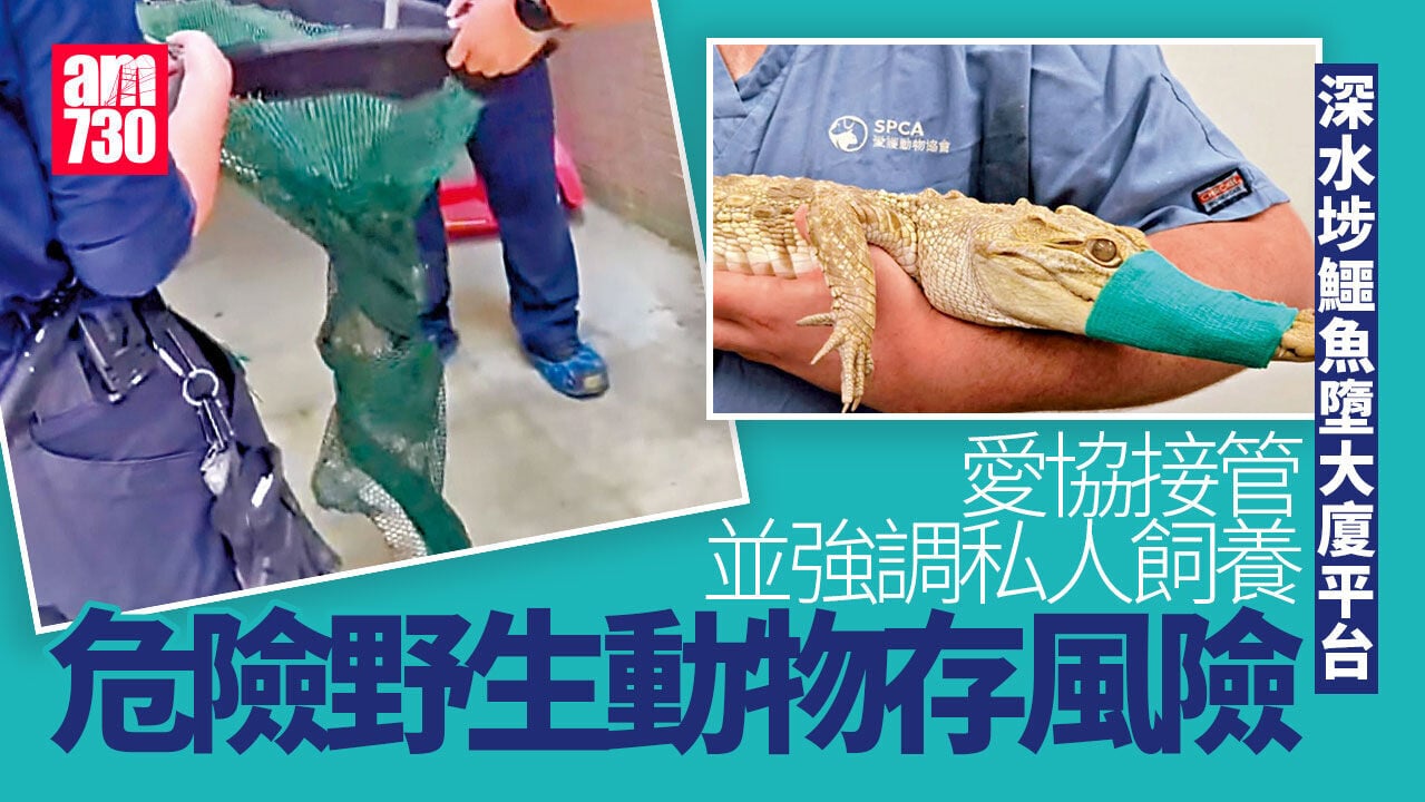 鱷魚墮深水埗大廈平台 愛協證未成年暹羅混種鹹水鱷