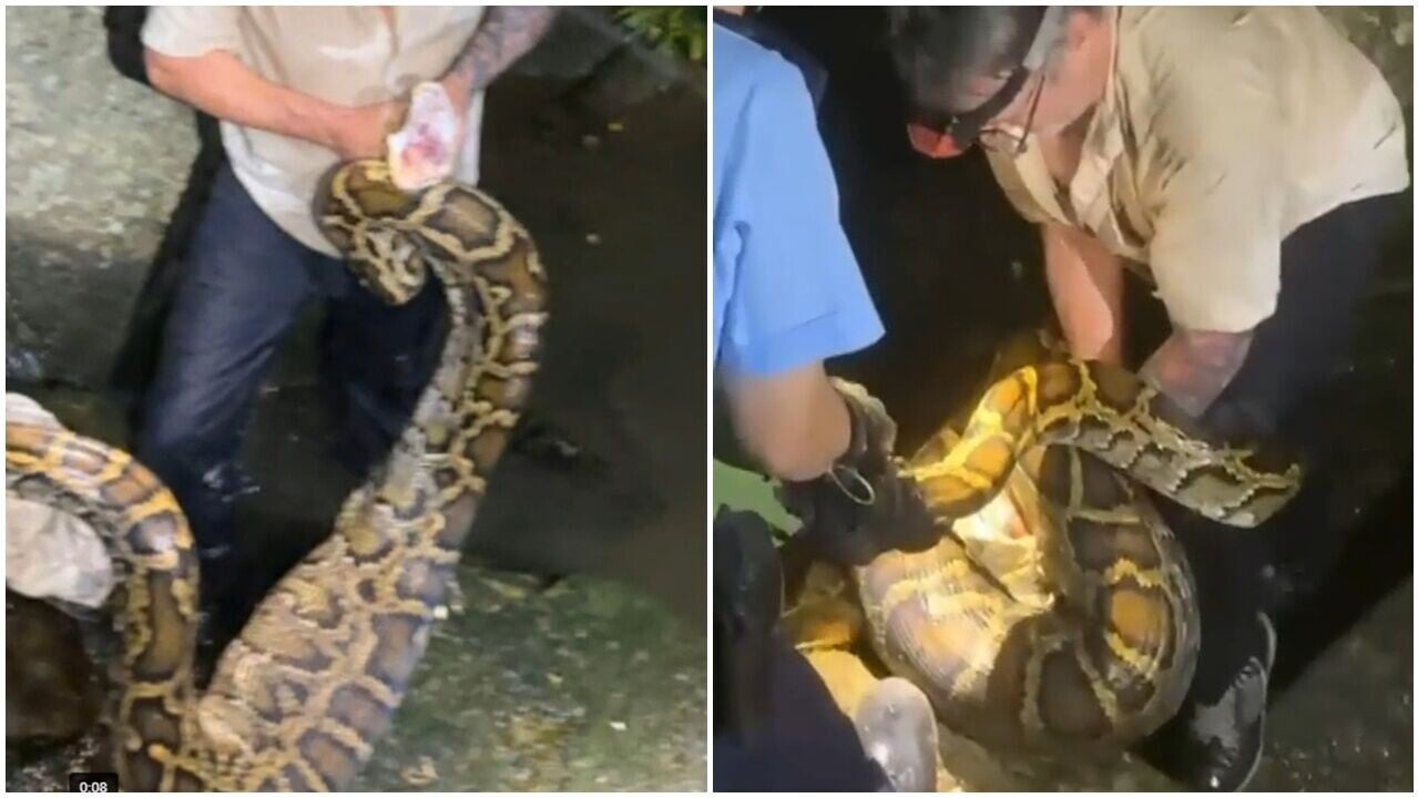 西貢井欄樹2米蟒蛇生吞羊隻，現暫存將軍澳警署。(網上截圖)