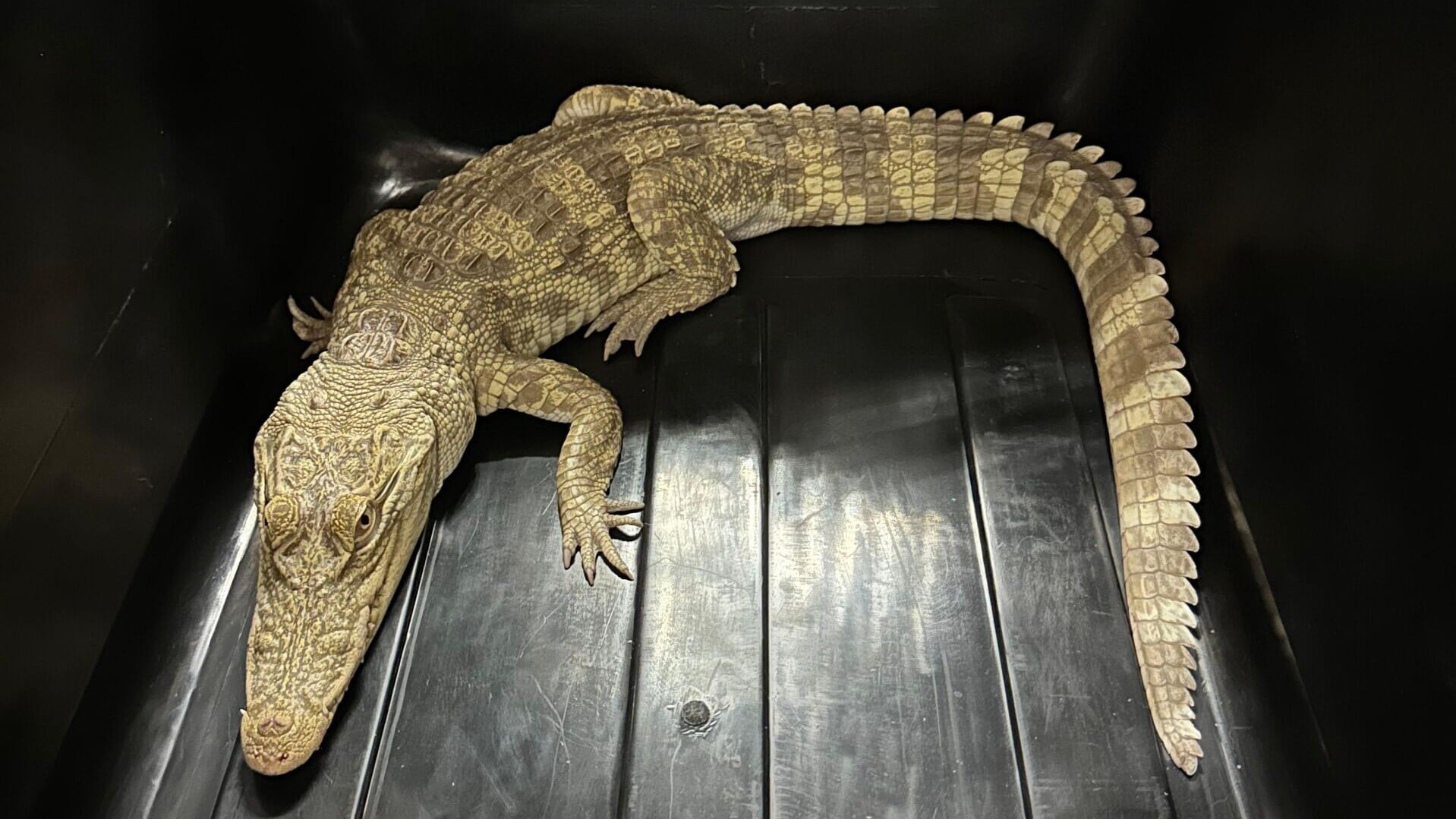 在單位內檢獲的鱷魚。