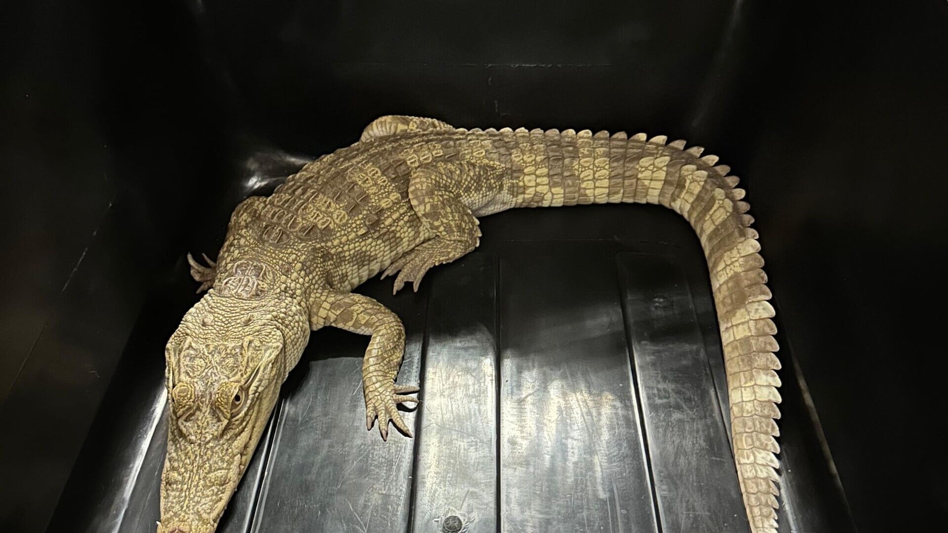 深水埗鱷魚初步鑑定為灣鱷　專家：飼養瀕危物種藏人畜共患病危機