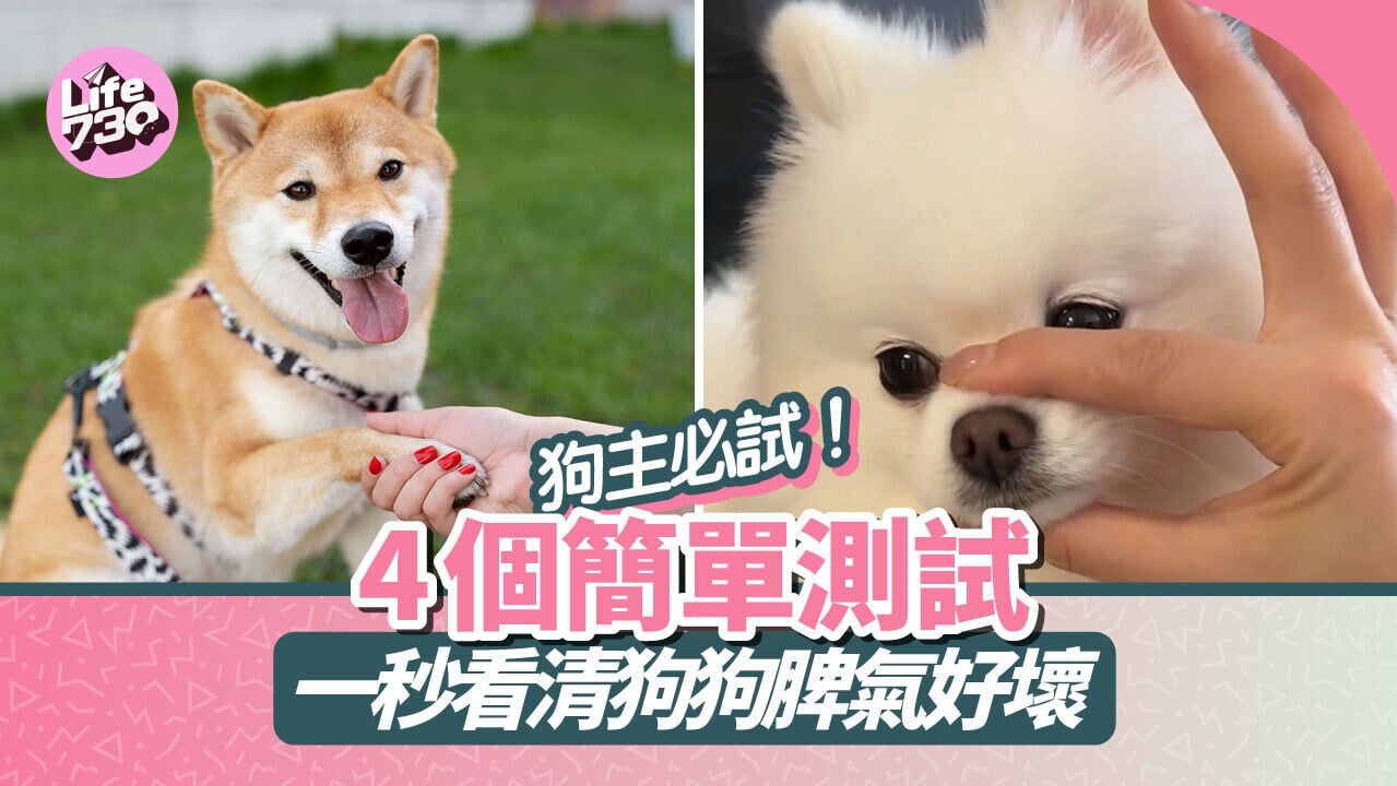 狗主必試！4個簡單測試　一秒看清狗狗脾氣好壞